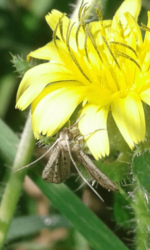 Gelechiidae?  No, Pyralidae Phycitinae sp.